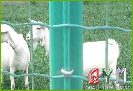 PVC coated holland wire mesh euro fence