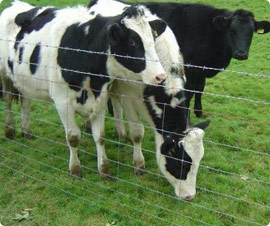 Farm Fence