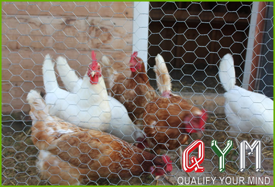 Chicken hexagonal wire mesh