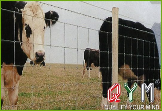 Cattle fence